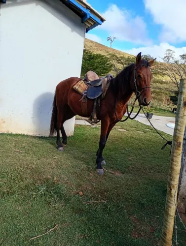 Cavalo