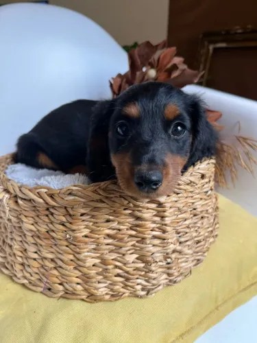 filhotes de dachshund basset