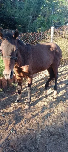 Cavalo