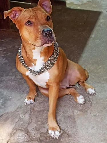Pitbull femia, para doação