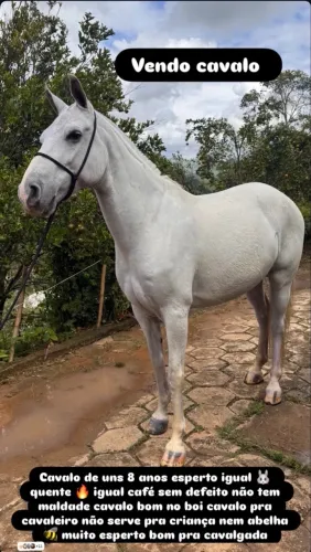 Vendo cavalo ?