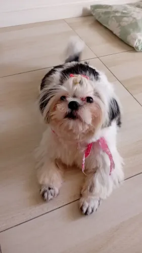 Femea Shitzu 6 meses