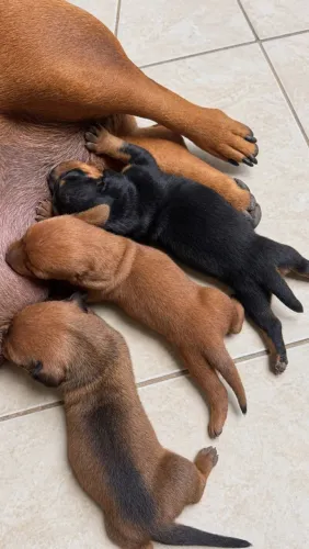 Cachorro Salsicha