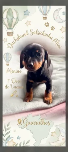 Dachshund menino mini