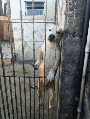 Cachorro