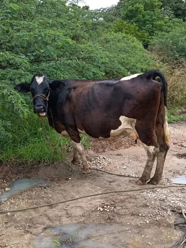 Vaca