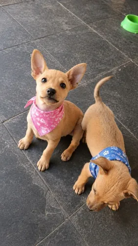 Casal de Doguinhos - 2 meses - Porte M