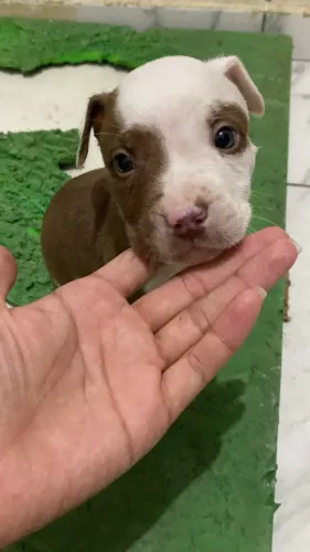 Filhote de Pitbull 