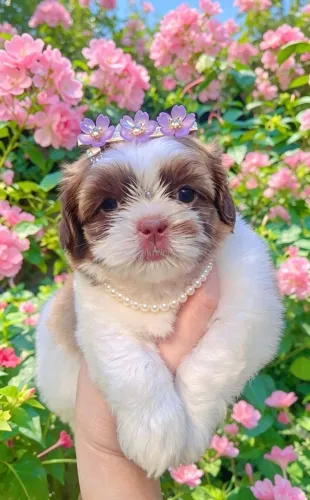 Shih tzu Femea filhote