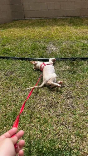 Cachorrinha