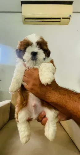 Shih Tzu machinho 