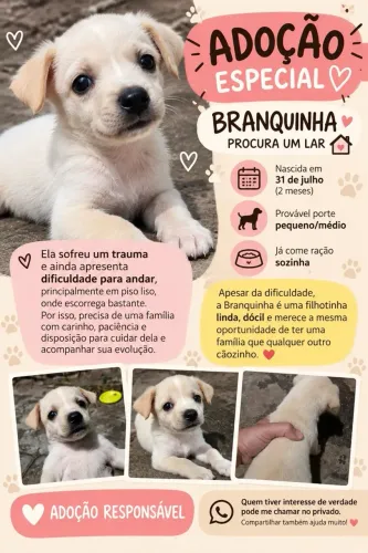 Cachorra, fêmea