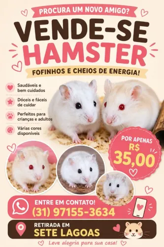 hamster filhotes à venda