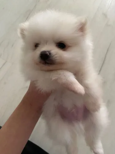 Spitz alemão Filhote com um conjunto que chama atenção no anúncio