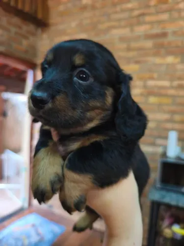 Basset dachshund arlequim pelo longo