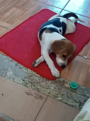 beagles tricolor