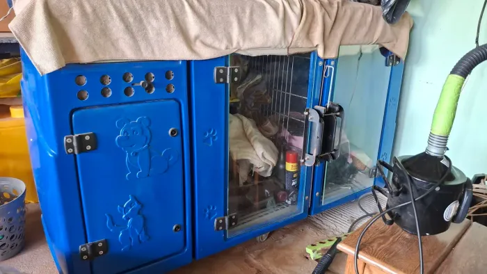 Maquina de secar pet, banho e tosa, pet shopping 