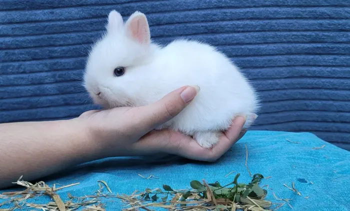 Coelhos Anão Netherland filhotes