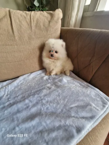 Macho lulu da Pomerânia Anão