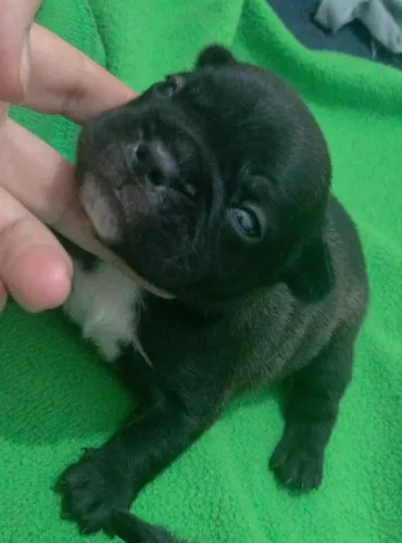 Venda de filhotes de buldogue francês