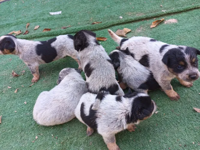 BLUE heeler