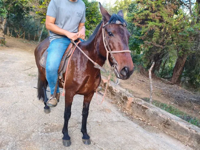 Égua e potra