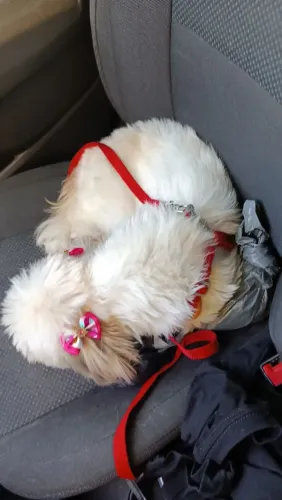 Shih Tzu fêmea 8 meses 