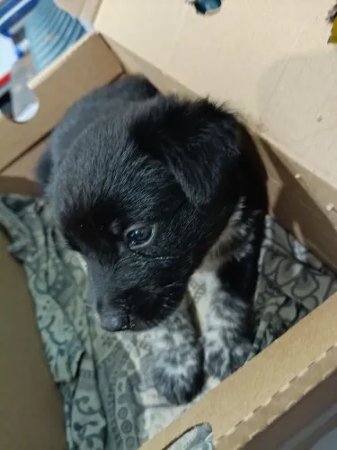 Cachorra filhote