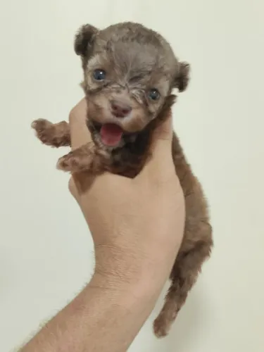 Filhote de poodle n*1