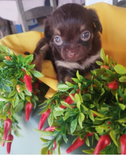 CHIHUAHUA FÊMEA 35 DIAS PELO LONGO! PROMOÇÃO!