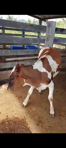 Bezerros