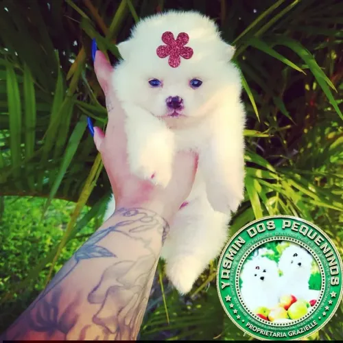 Princesa Lulu da Pomerânia Anã Alto Padrão Promoção imperdível