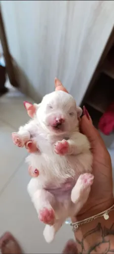 Lindo lulu da pomerana branco