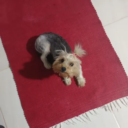 Yorkshire procura namorado