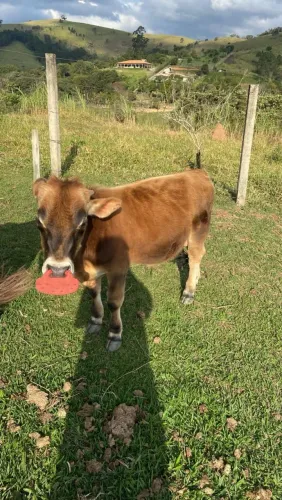 Vendo mini boi jersey