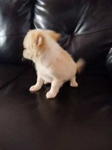 Três lindos filhotes de chihuahua disponível