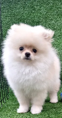 Spitz Alemão Anão Macho
