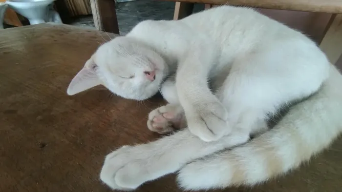 Gatinho Macho 4 meses