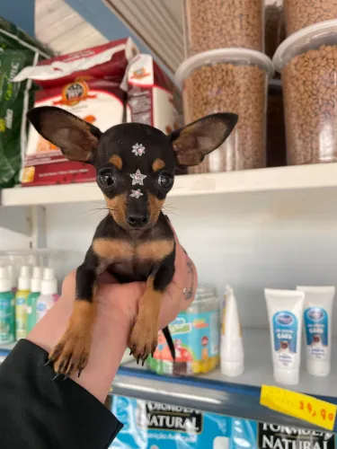 Pinscher fêmea zero minúscula $2.700,00