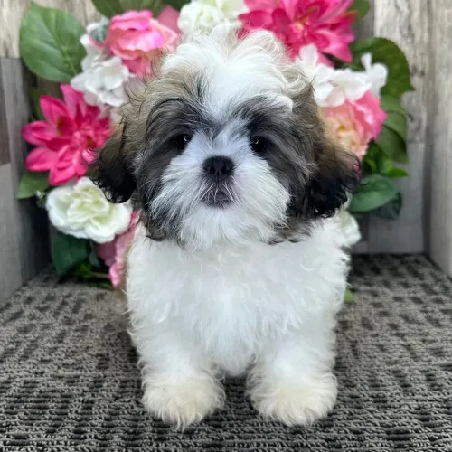 Shih tzu:Garanta o cãozinho mais dócil e companheiro