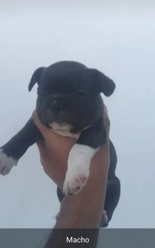 Filhotes de Buldogue Francês a venda 