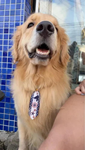Cachorro