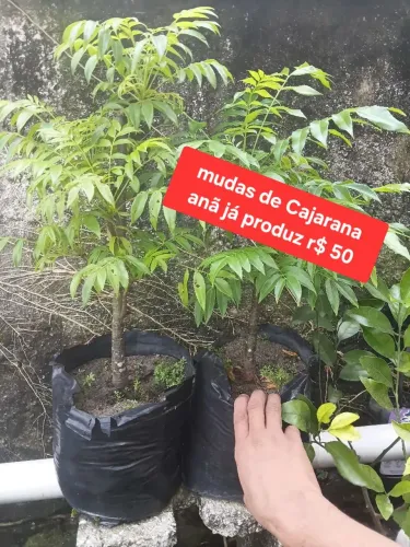 Pé de Cajarana Anã disponível Vários preços e tamanhos