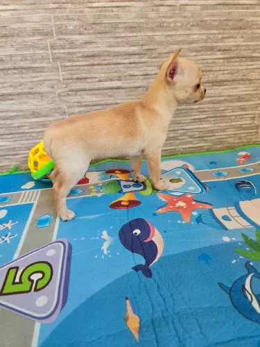 Chihuahua fêmea e macho