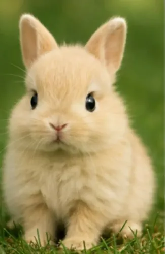 Coelhinhos mini 