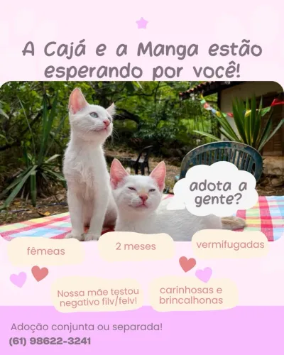 ADOÇÃO GATA