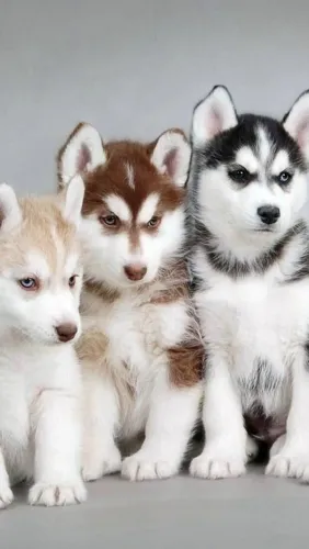 Filhotes Husky Siberiano saudáveis com garantia de procedência