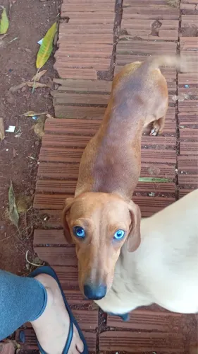 Vendo filhotes de coofp / salsicha 