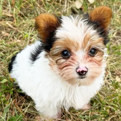 Yorkshire Biewer Terrier
