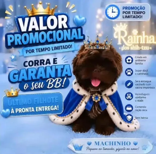 Shih-tzu chocolate sólido 
